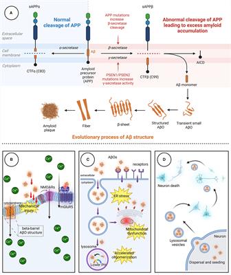 Neurotoxic β-amyloid oligomers cause mitochondrial dysfunction—the trigger for PANoptosis in neurons